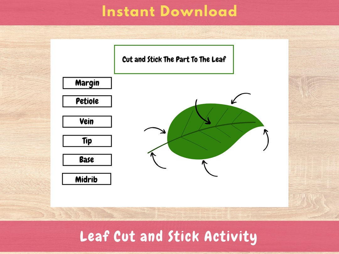 Leaf Worksheet Printable Cut and Stick Science Activity - Etsy