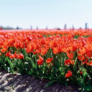 Tulip Farm - Virginie du Nord