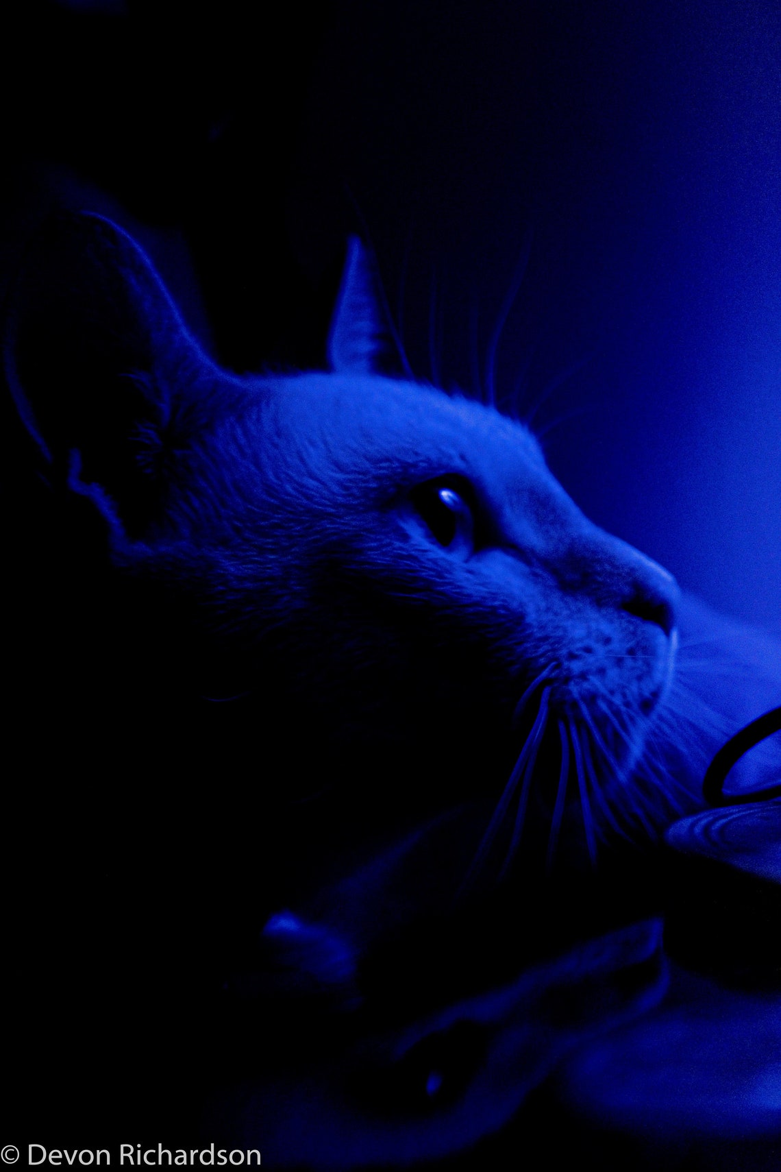 Siamese Cat in Blue Lighting - Etsy