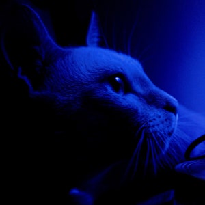 May include: A close-up of a cat's face, illuminated in a blue light. The cat's fur is dark and the eyes are bright. The cat is looking up and to the right.