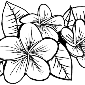 Hawaiian Plumeria SVG PNG File Laser gravure fichier de découpe