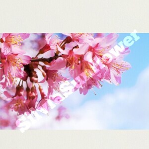 Cherry Blossoms / Photographic Print 18 x 11.2 inch
