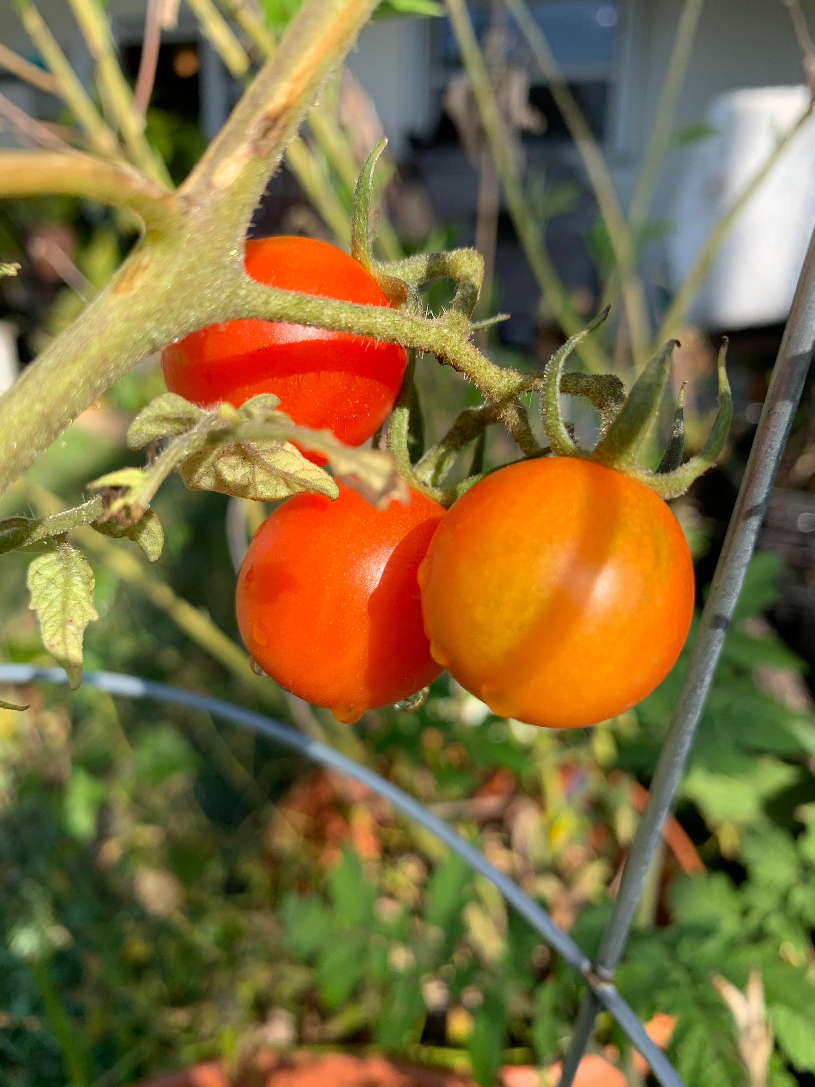Large Red Cherry Tomatoes 50 Seed Packet 3.49 Heirloom Etsy