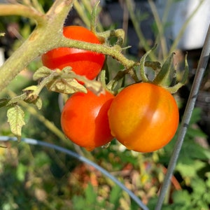 Large Red Cherry Tomatoes - 50 Seed Packet 3.49 - Heirloom, Non-GMO & Free from Genetic Engineering