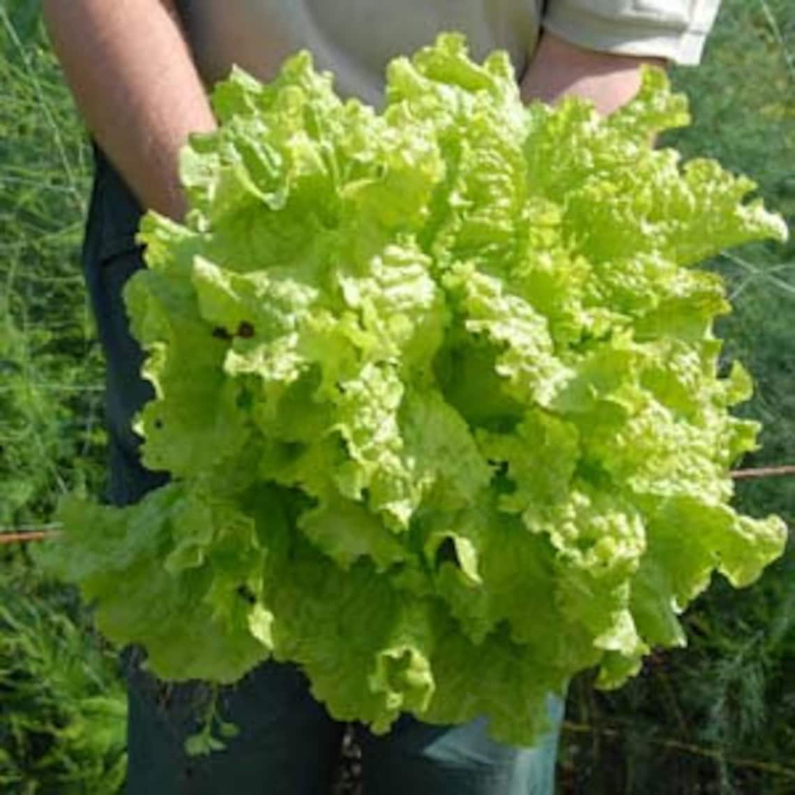 Black Seeded Simpson Looseleaf Lettuce Seed lechuga Del Pais Etsy