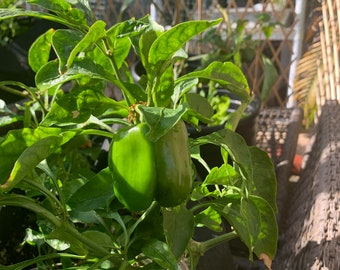 May include: A green bell pepper plant growing in a pot with two green bell peppers on the vine. The plant is in a sunny location with a wooden fence in the background.