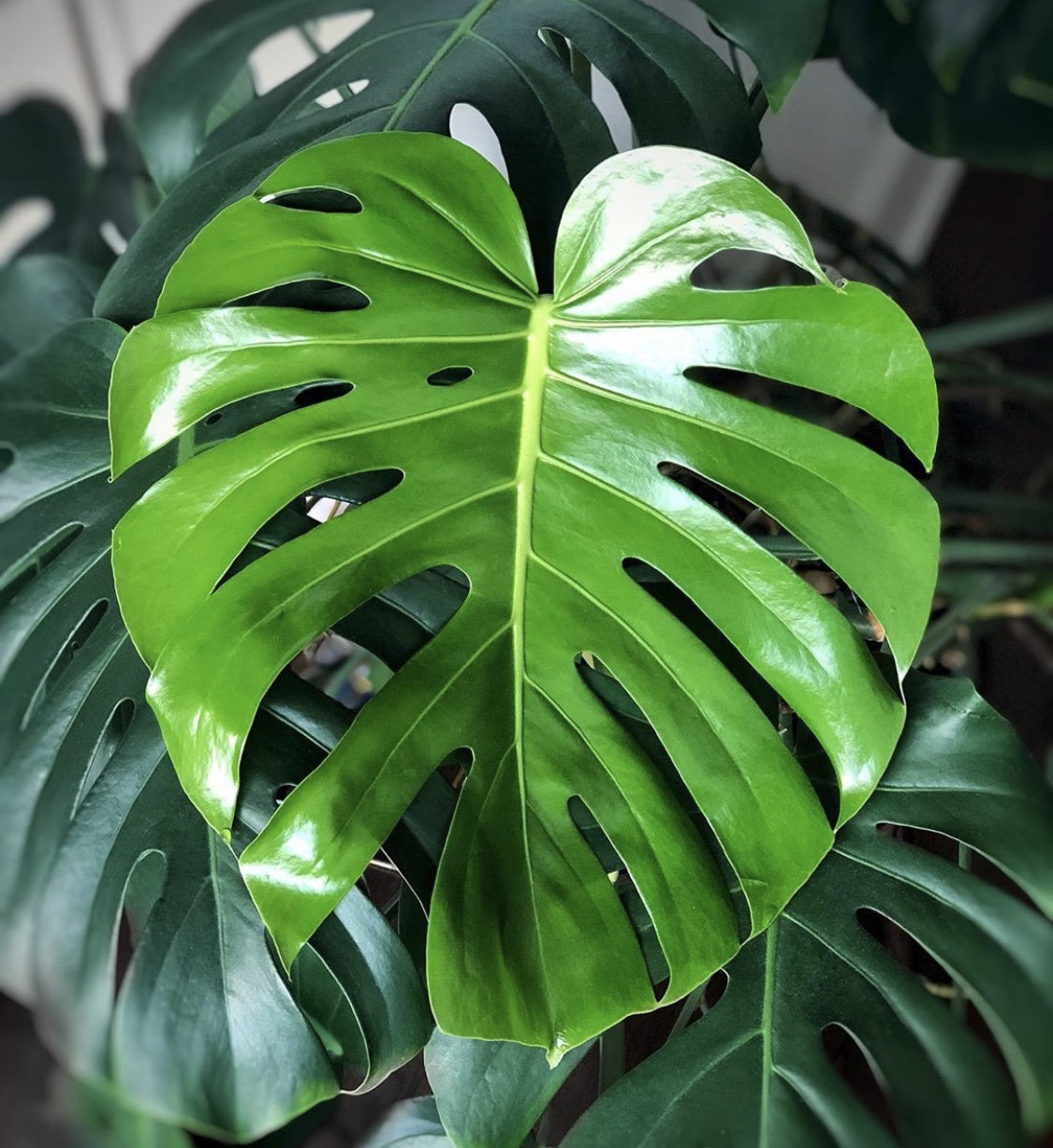 Swiss Cheese Plant Split Leaf Philodendron Vs Monstera Deliciosa