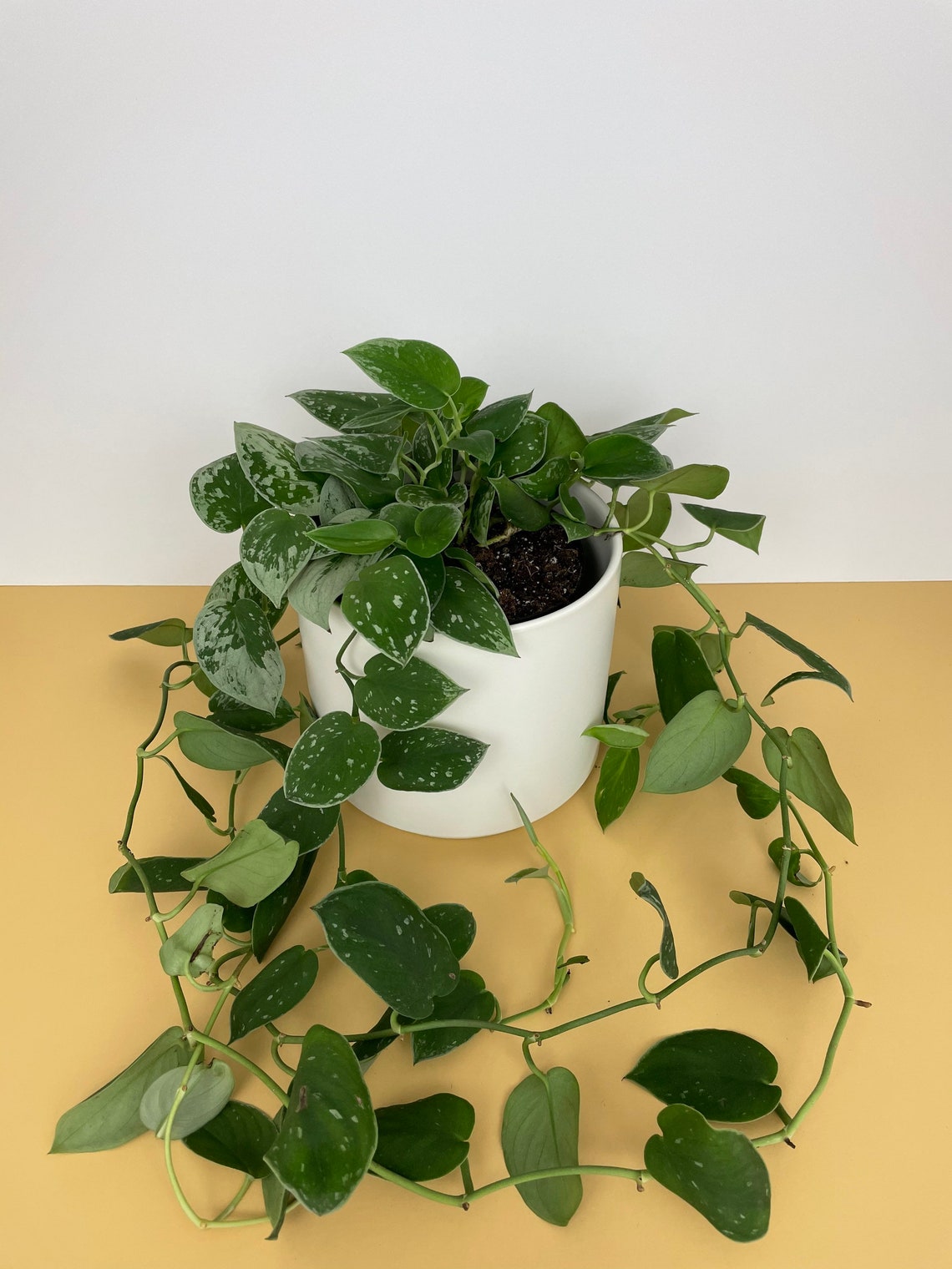 LIVE 6 VINEY Silver Satin Scindapsus Pictus Argyraeus