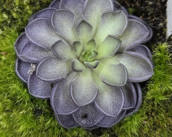 May include: A close-up of a small, succulent plant with layered, rounded leaves. The leaves transition from a deep purple at the edges to a pale green in the center. The plant sits atop a bed of vibrant green moss.