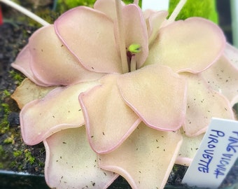 Pinguicula Pirouette Butterwort