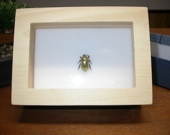 Framed golden scarab, Chrysina resplendens, Taxidermied Insect in Frame box, Butterfly Moth Display, Butterfly Lover Gift,  Christmas gift