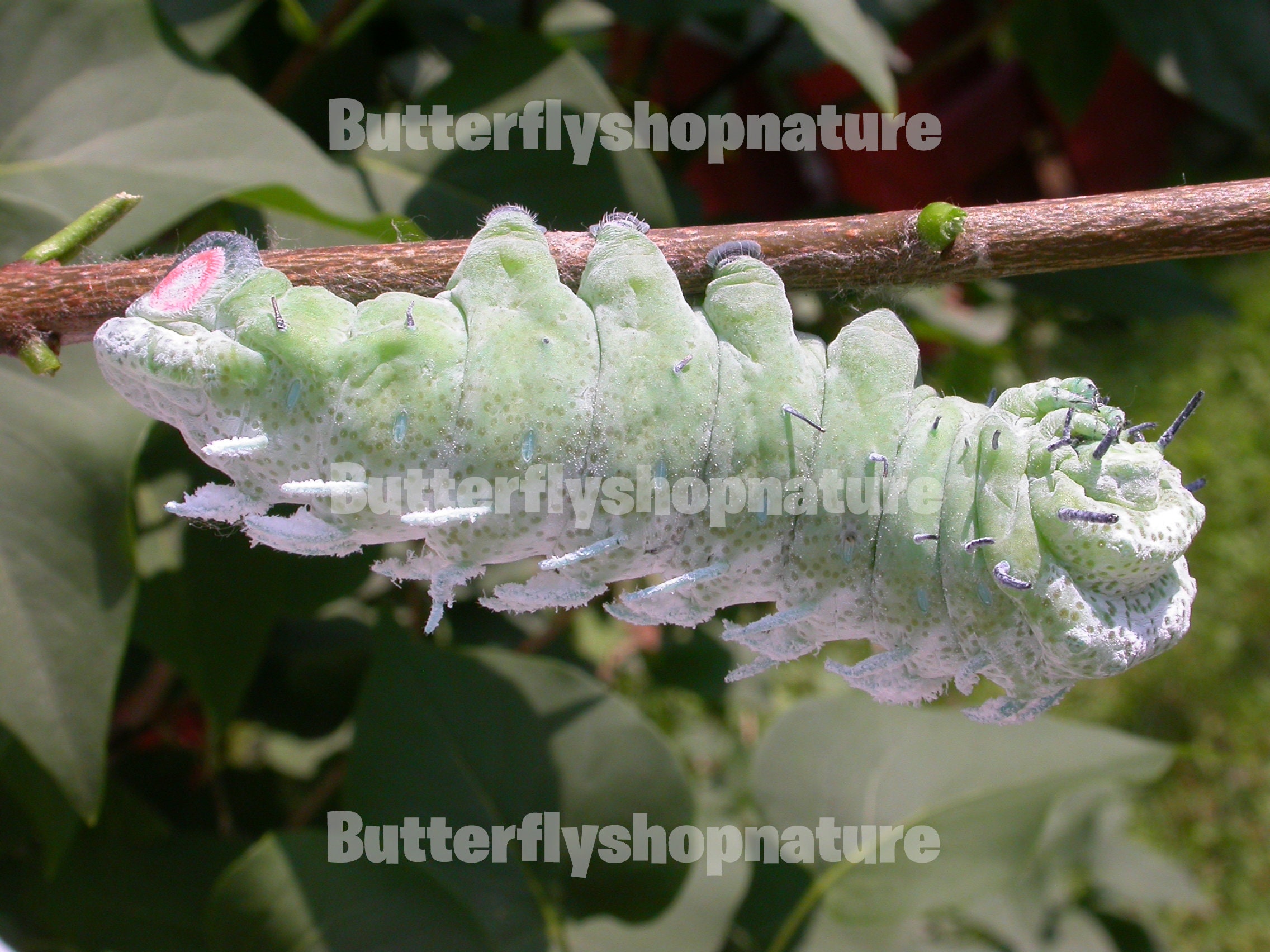 Attacus Atlas Larvae Caterpillar Chenille Bonus Free Image Of Etsy Uk