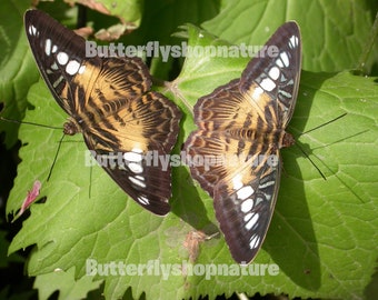 Two butterflies on leaf