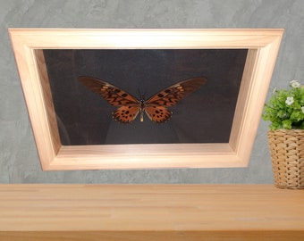 Papilio antimachus africa butterfly natural pine framed gift christmas