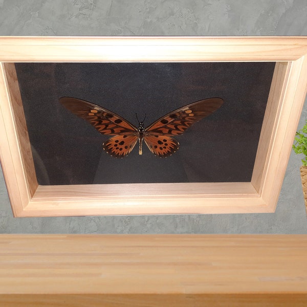 Papilio antimachus africa butterfly natural pine framed gift christmas