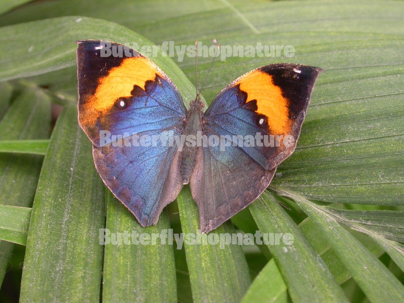 butterfly nymphalidae blue on leaf Picture only image 1