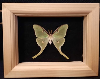 Butterfly moth luna natural framed with glass