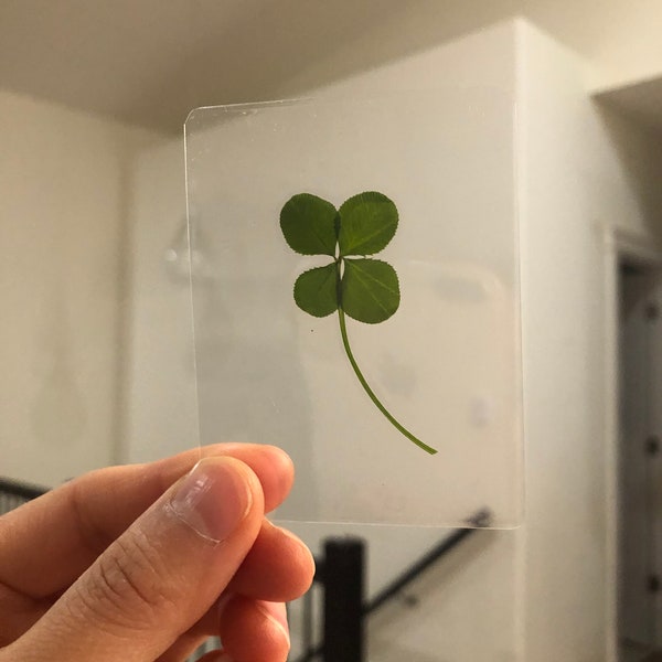 WILD Genuine (NOT from the farm) Laminated four leaf clover, 5 leaf clover, non-laminated ***SIERRA magazine featured shop