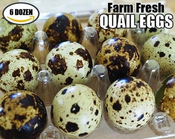 Huevos de codorniz orgánicos frescos y sabrosos - Jumbo Coturnix (6 docenas)