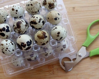 Fresh n Tasty Organic Quail Eggs (18 Eggs) - Jumbo Coturnix