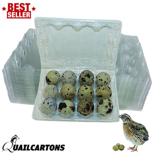 Large Jumbo Quail Egg Cartons 12 Egg Cell (3x4 with 33*45 cell) Available in 25, 50, 100, and 250 Packs - Secure Snap Close, Fast Shipping