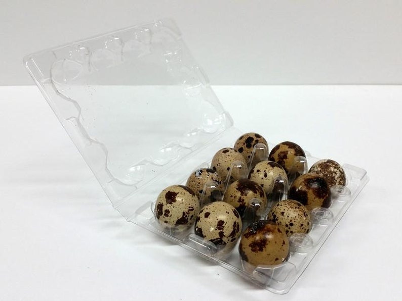 100 JUMBO Quail Egg Cartons Holds 12 Eggs Secure Snap Close - Etsy