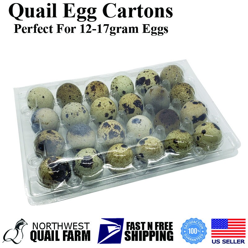100 JUMBO Quail Egg Cartons Holds 18 Eggs Secure Snap Close Etsy