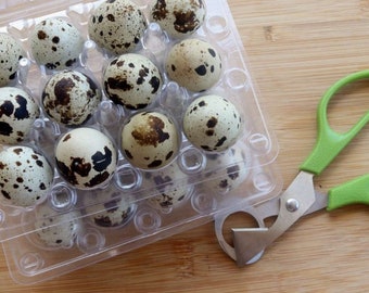 Fresh n Tasty Organic Quail Eggs One Dozen (12 Eggs) - Jumbo Coturnix