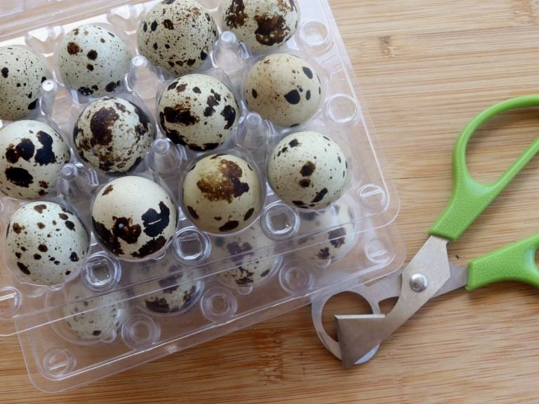 Quail Egg Opening Scissors - Alchemist Farm