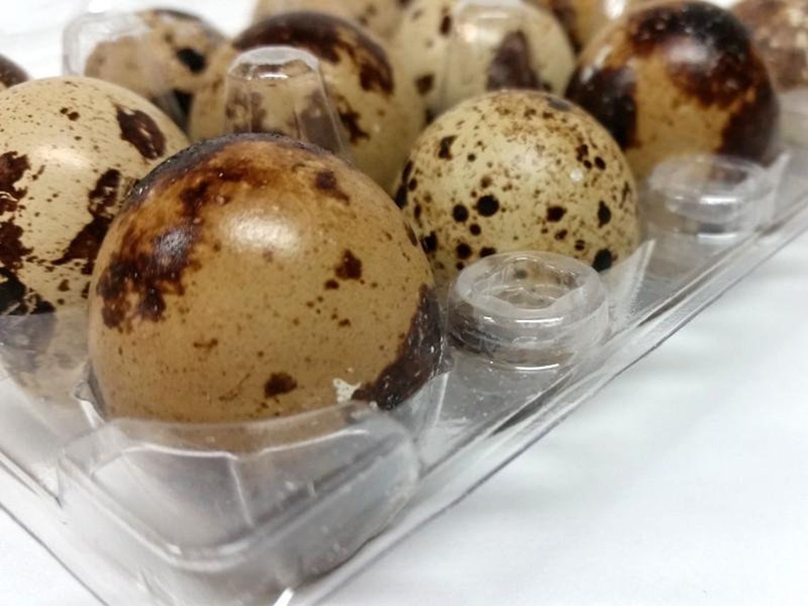 100 JUMBO Quail Egg Cartons Holds 12 Eggs Secure Snap Close - Etsy