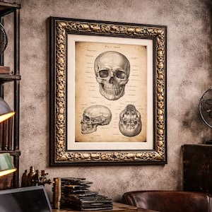 Puede incluir: Impresi&oacute;n enmarcada con tem&aacute;tica anat&oacute;mica que presenta ilustraciones detalladas de un cr&aacute;neo humano. La obra de arte se muestra en un marco decorativo de color dorado, a&ntilde;adiendo una est&eacute;tica vintage. La impresi&oacute;n est&aacute; sobre una pared texturizada.