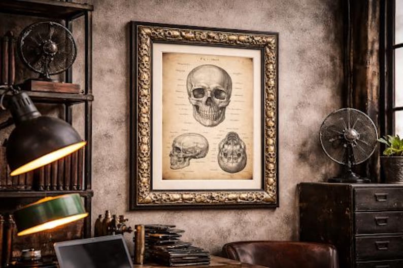 Puede incluir: Impresi&oacute;n enmarcada con tem&aacute;tica anat&oacute;mica que presenta ilustraciones detalladas de un cr&aacute;neo humano. La obra de arte se muestra en un marco decorativo de color dorado, a&ntilde;adiendo una est&eacute;tica vintage. La impresi&oacute;n est&aacute; sobre una pared texturizada.