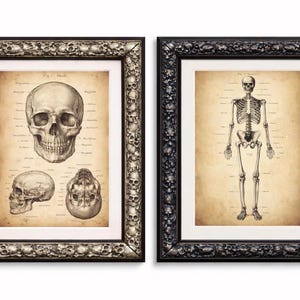 Puede incluir: Dos grabados art&iacute;sticos anat&oacute;micos enmarcados. Uno presenta una ilustraci&oacute;n detallada de un cr&aacute;neo, el otro un esqueleto humano completo. Ambos est&aacute;n en marcos ornamentados con detalles de calaveras, sobre un fondo de pergamino.