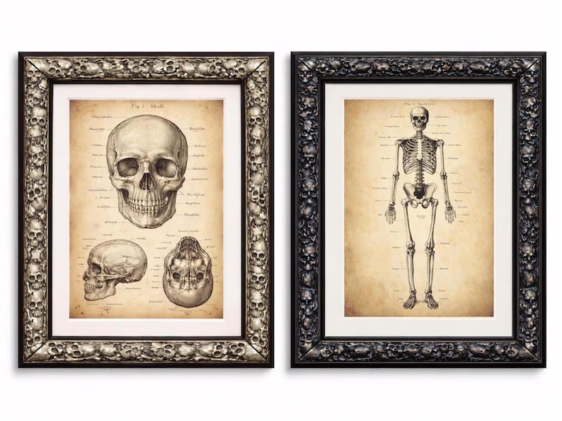 Puede incluir: Dos grabados art&iacute;sticos anat&oacute;micos enmarcados. Uno presenta una ilustraci&oacute;n detallada de un cr&aacute;neo, el otro un esqueleto humano completo. Ambos est&aacute;n en marcos ornamentados con detalles de calaveras, sobre un fondo de pergamino.