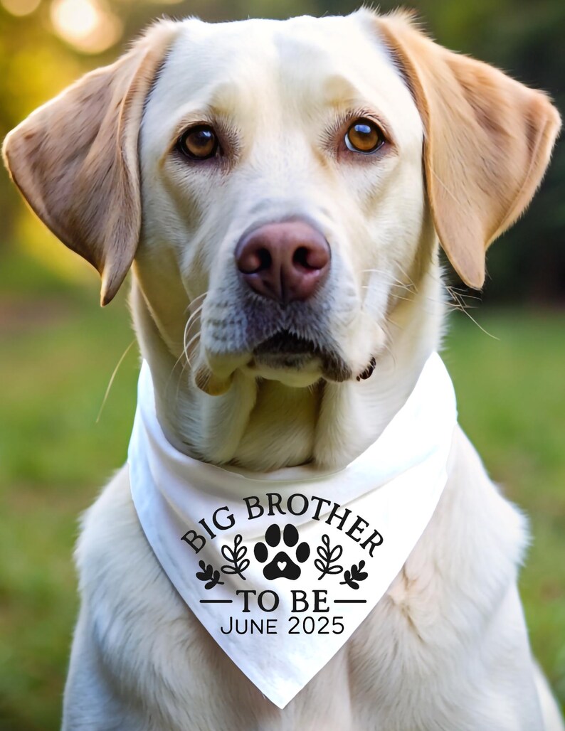 May include: A white dog wearing a white bandana with black text that reads "Big Brother - To Be - June 2025". The bandana has a paw print with a heart in the center and small leaf designs.