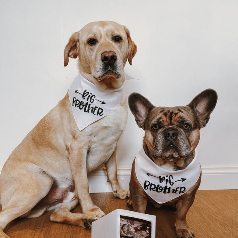 May include: Two dogs wearing white bandanas with black text that reads "big brother" on them. The dogs are sitting in front of a white box with a sonogram inside.