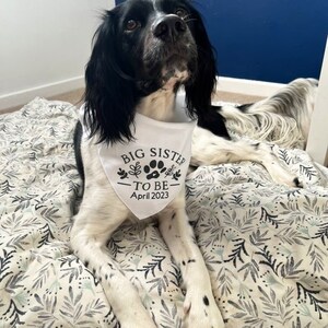 May include: A black and white dog wearing a white bandana with the text "Big Sister To Be - April 2023" printed in black. The bandana has a paw print design and small floral accents.