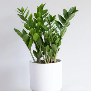 May include: A ZZ plant with glossy, dark green, pinnate leaves growing on thick, upright stems. The plant is potted in a simple, cylindrical, matte white ceramic planter that features a smooth, clean exterior surface and a flat base.