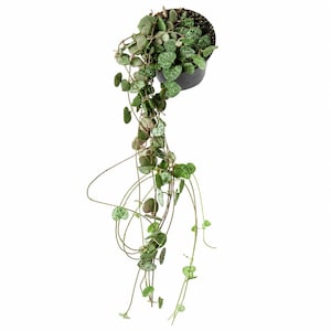 May include: A Ceropegia woodii plant, commonly known as string of hearts, in a black plastic pot. The plant features long, thin, trailing stems with small, heart-shaped leaves that are variegated with shades of green, silver, and hints of purple.