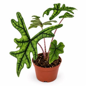 May include: An Alocasia Jacklyn plant in a brown plastic pot. The plant features deeply lobed, arrow-shaped green leaves with prominent dark green veins. The stems are light pink with dark purple speckles, rising from dark brown potting soil.