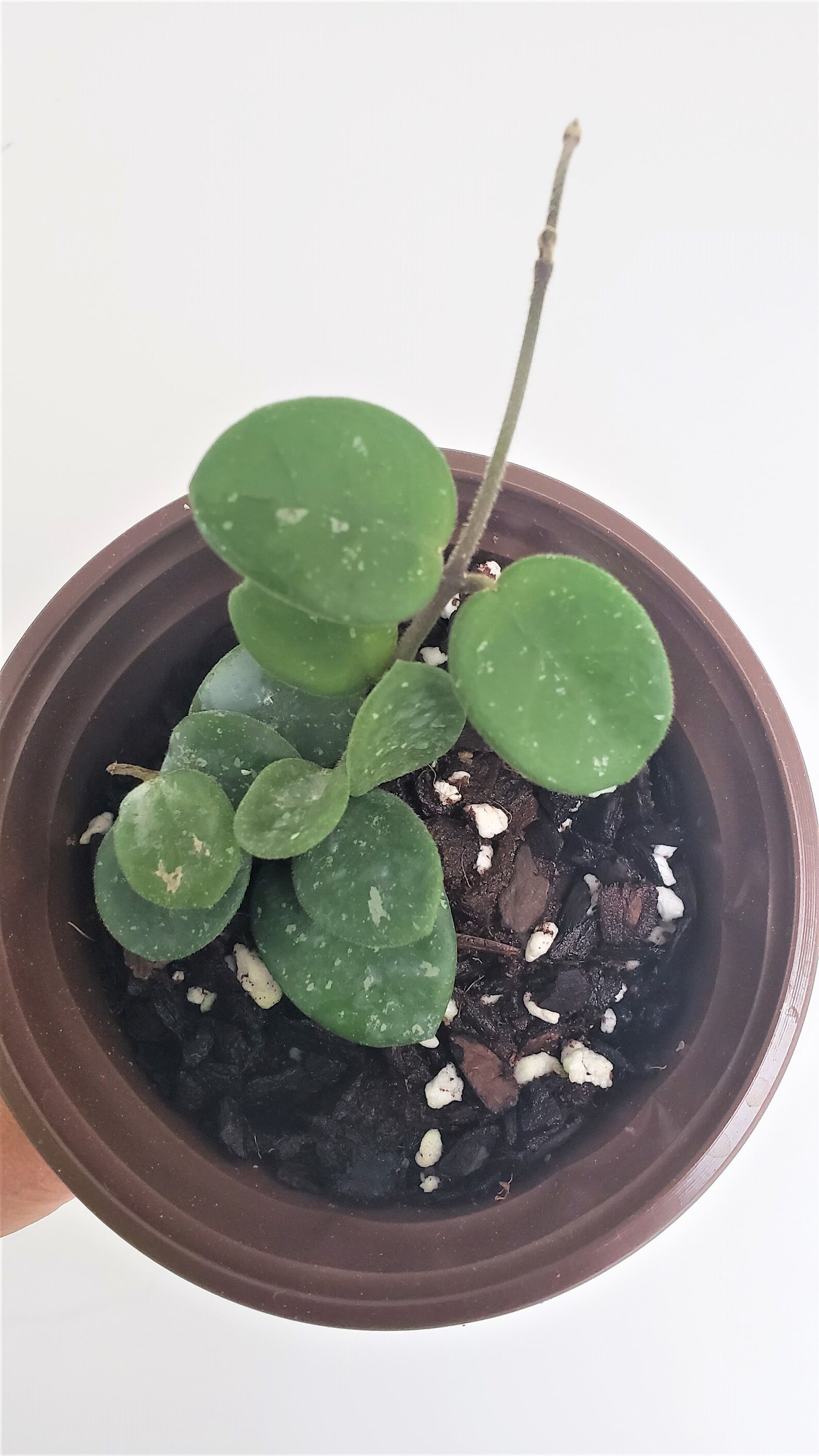 Hoya 'Mathilde' // Vining Plant // House Plants // Etsy