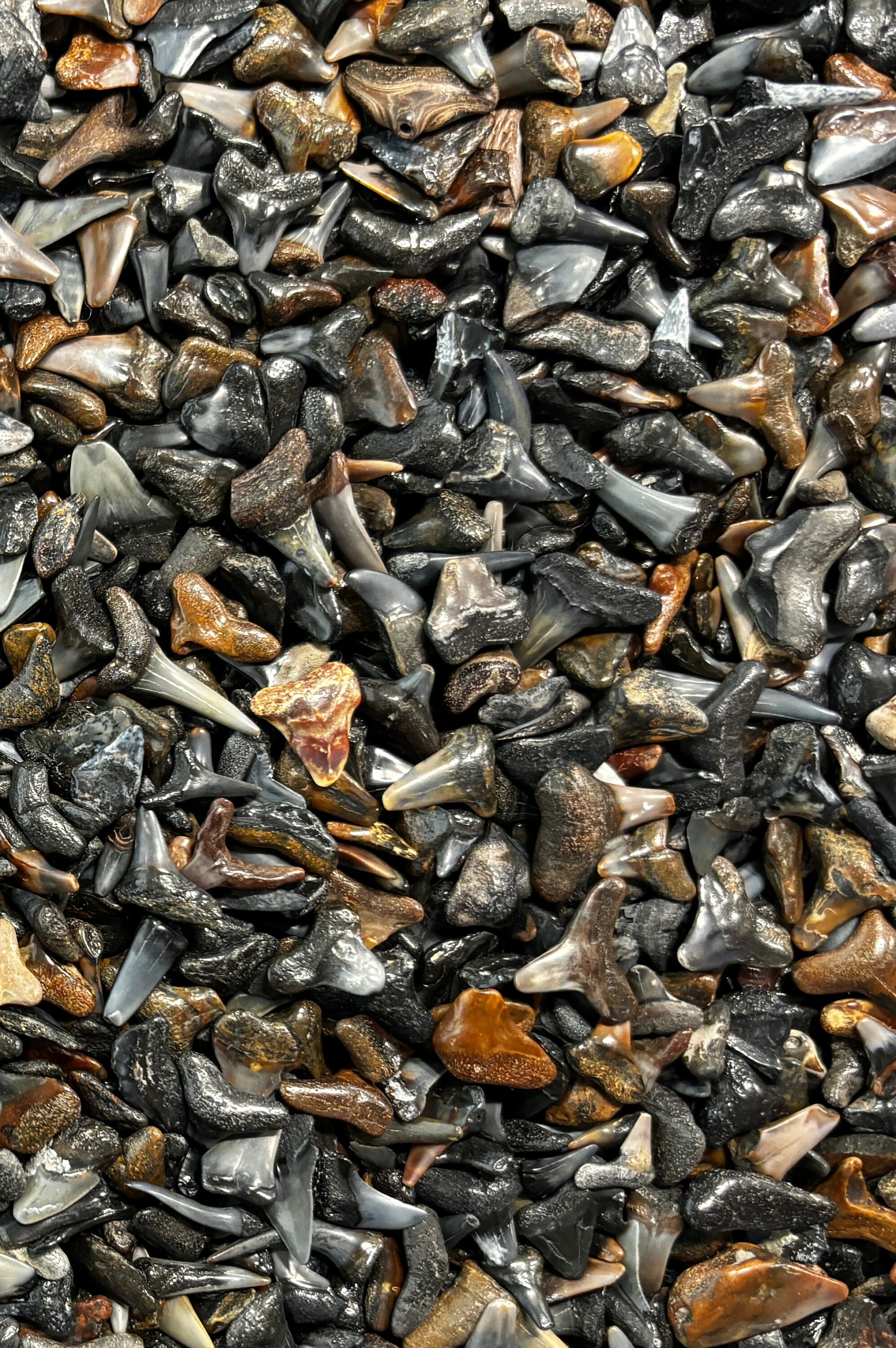 Shark Teeth in Bulk Partials Fossilized Wholesale Venice FL - Etsy