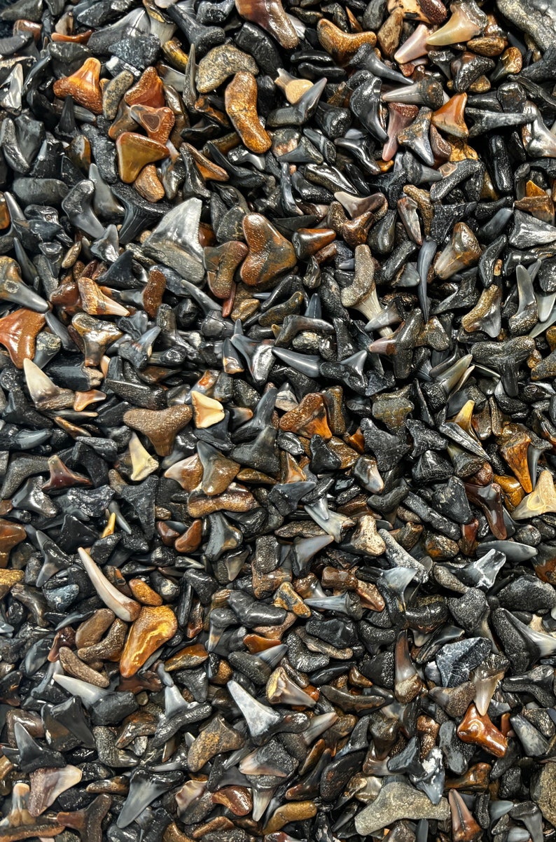 Shark Teeth in Bulk Partials Fossilized Wholesale Venice FL - Etsy