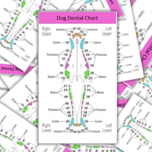 Cartão de crachá abrangente-para carretel de clipe de crachá de identificação-cartão de referência guia de bolso medicina veterinária-técnico veterinário-assistente veterinário