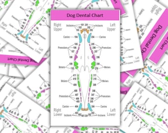 Comprehensive Badge Card- for ID Badge Clip Reel- Reference Card Pocket Guide Veterinarian Medicine- Vet Technician- Vet Assistant