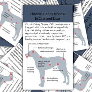 Comprehensive Badge Card- for ID Badge Clip Reel- Reference Card Pocket Guide Veterinarian Medicine- Vet Technician- Vet Assistant