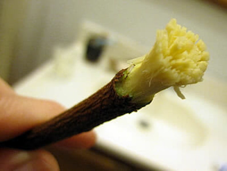 Neem Sticks 100 Pure Neem Stick Eco Friendly Tooth Brush Etsy