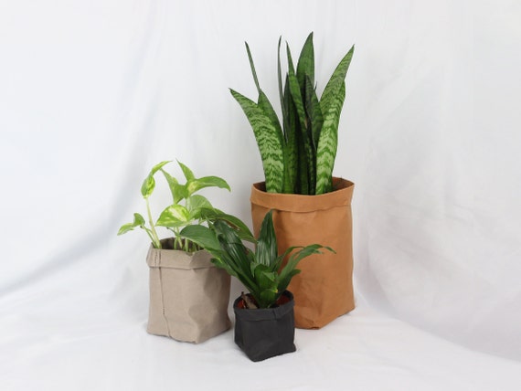 albo dieffenbachia Dieffenbachia amoena 'Compacta' Houseplant