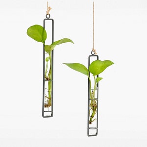 hanging vase, cultivation vase, hydroponic vase for cuttings, cuttings vase, plant propagation for your urban jungle