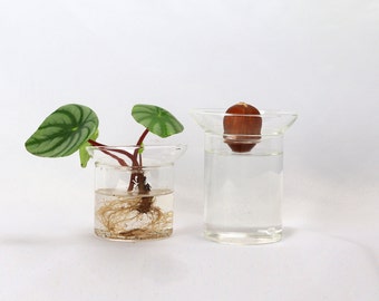Vase de germination en verre pour boutures, semis, ramifications, culture de graines d'avocat, jungle urbaine